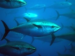 Ein Rettungsplan zum Schutz des Thunfisches -avvaz